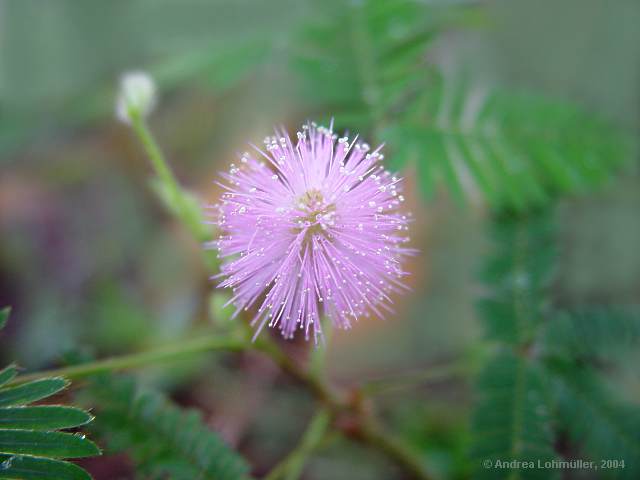 Mimosa pudica