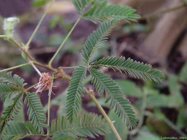 Mimosa pudica