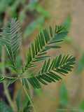 Mimosa pudica, Sinnpflanze