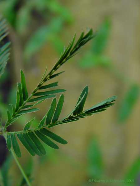 Mimosa pudica