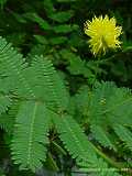 Neptunia prostrata, Neptunia oleracea