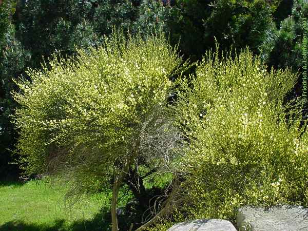 Genista cinera