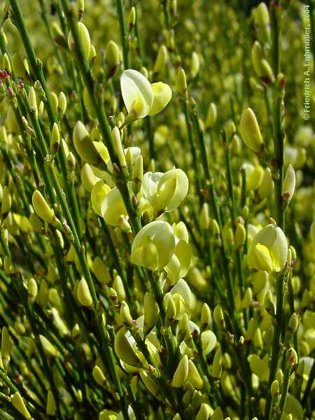 Genista cinera