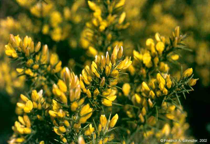 Genista acanthoclados