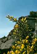 Genista acanthoclados