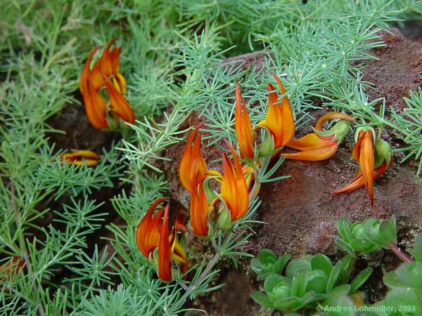 Lotus berthelotii