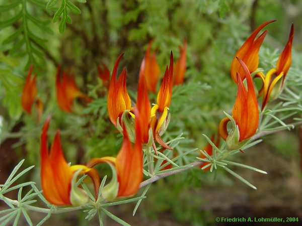 Lotus berthelotii