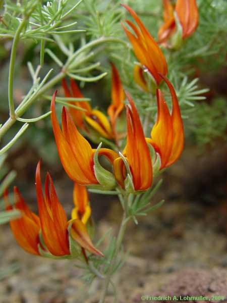 Lotus berthelotii