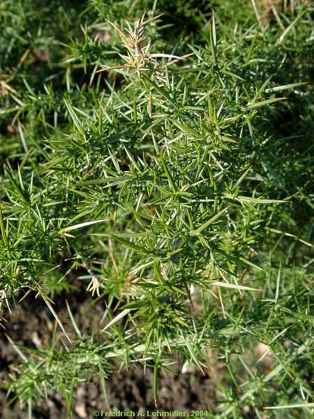 Ulex europaeus