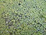 Lemna minor