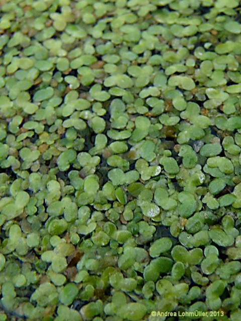 Lemna minor