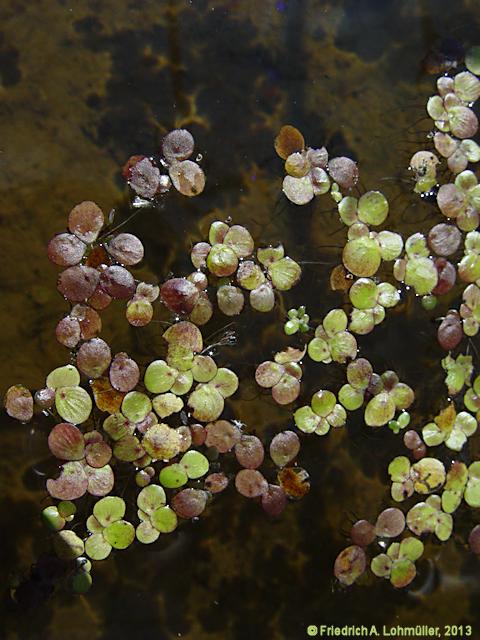 Spirodela polyrrhiza