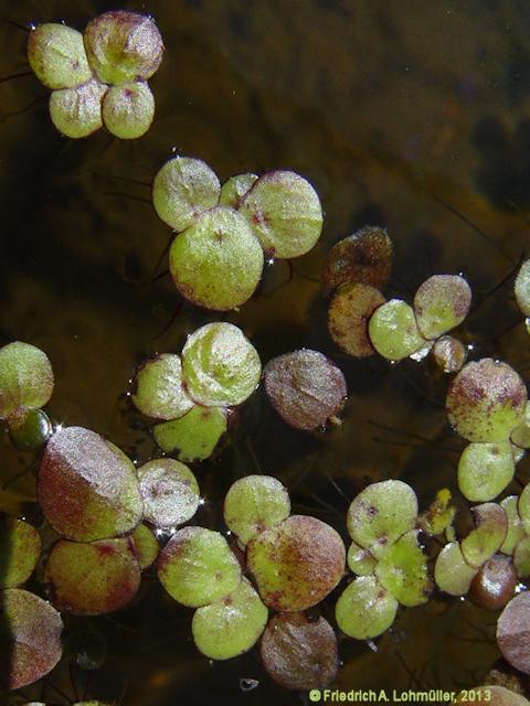 Spirodela polyrrhiza