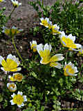 Limnanthes douglasii