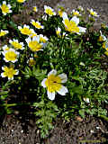 Limnanthes douglasii