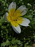 Limnanthes douglasii