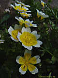 Limnanthes douglasii