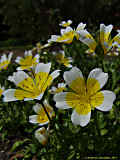 Limnanthes douglasii