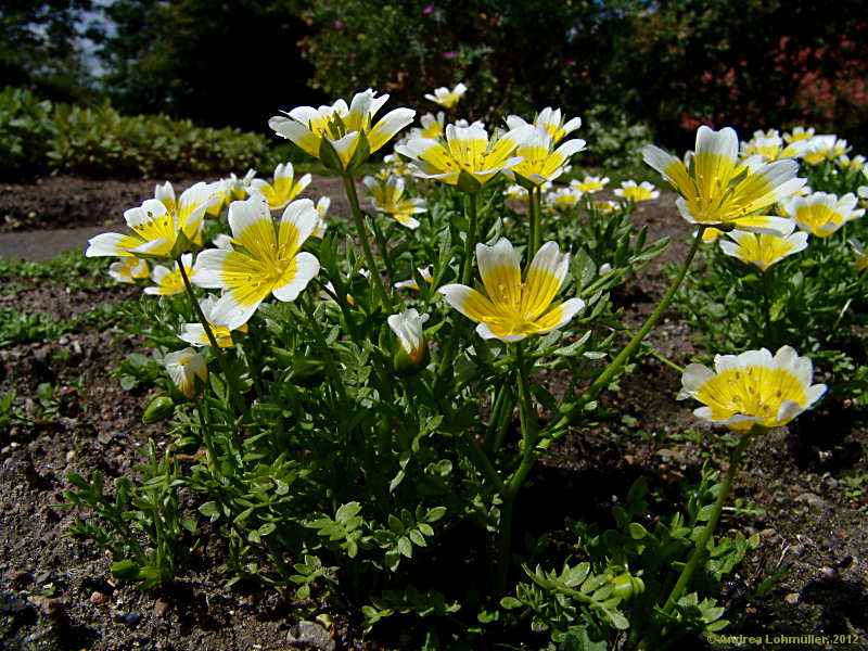 Limnanthes douglasii