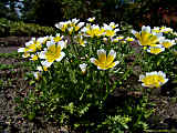 Limnanthes douglasii