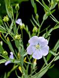 Linum usitatissimum