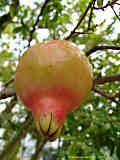 Punica granatum