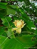 Liriodendron tulipifera