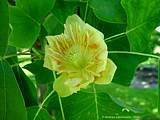 Liriodendron tulipifera