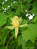 Liriodendron