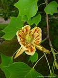 Liriodendron tulipifera