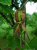 Liriodendron tulipifera