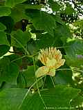 Liriodendron tulipifera