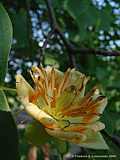 Liriodendron tulipifera