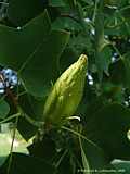 Liriodendron tulipifera