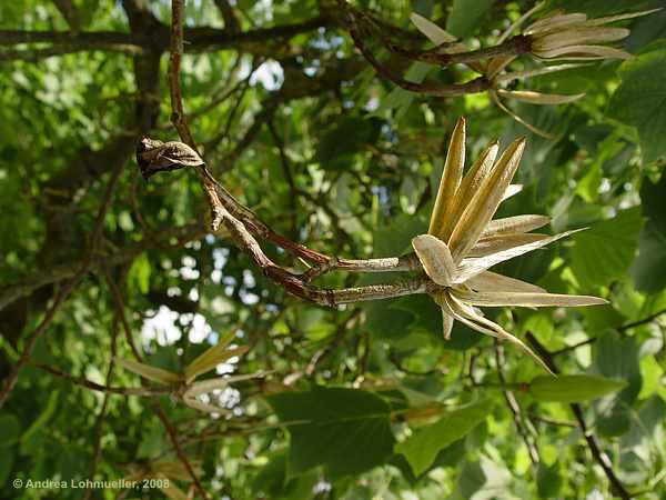 Liriodendron tulipifera