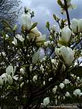 Magnolia denutata