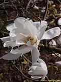 Magnolia kobus 'Loebneri'