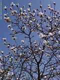 Magnolia kobus 'Loebneri'