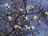 Magnolia kobus 'Loebneri'