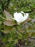 Magnolia kobus 'Loebneri'