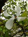 Magnolia kobus 'Loebneri'