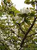 Magnolia kobus 'Loebneri'