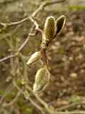 Magnolia kobus 'Loebneri'