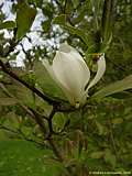 Magnolia kobus 'Loebneri'