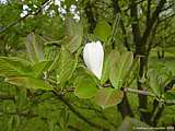 Magnolia kobus 'Loebneri'