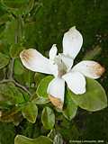 Magnolia kobus 'Loebneri'