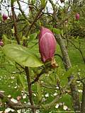 Magnolia soulangeana