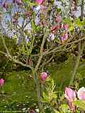 Magnolia soulangeana