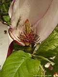 Magnolia soulangeana