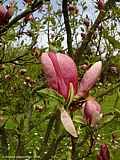 Magnolia soulangeana